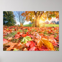Autumn Glow – Colorful Fall Nature Photography