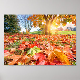 Autumn Glow – Colourful Fall Nature Photography Poster
