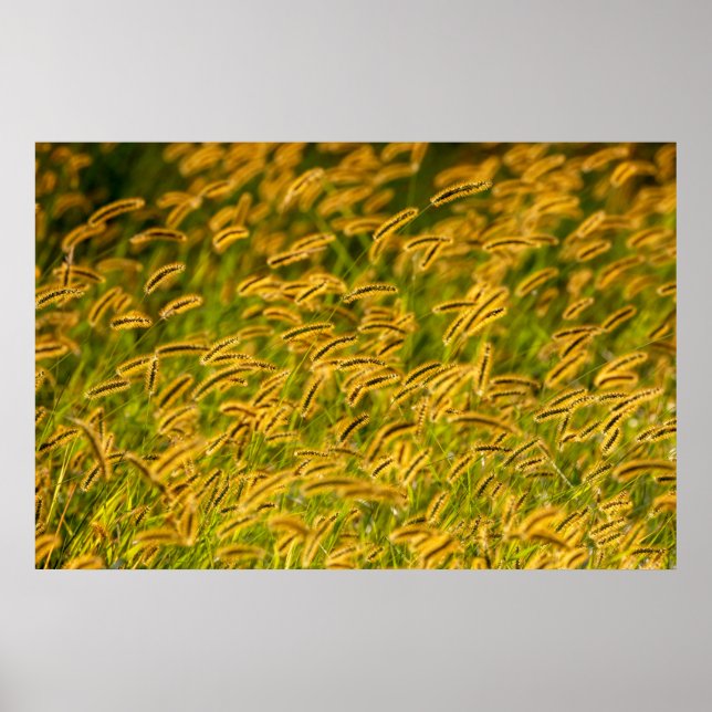 Autumn Grass Poster (Front)