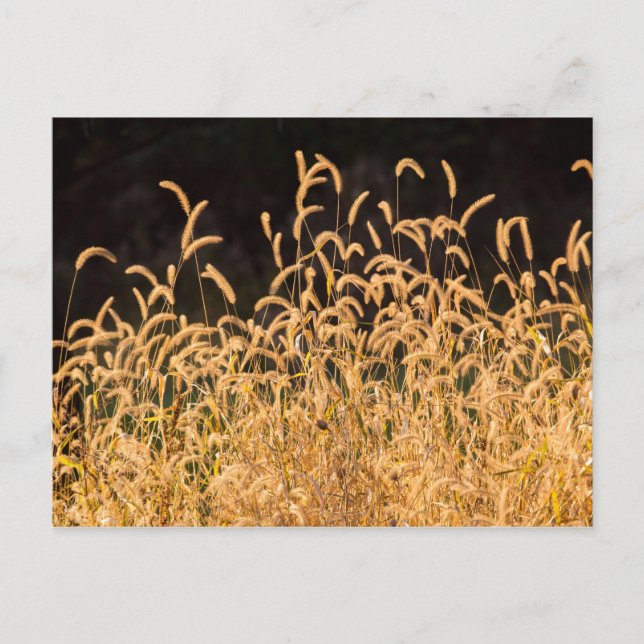 Autumn Grasses Postcard (Front)