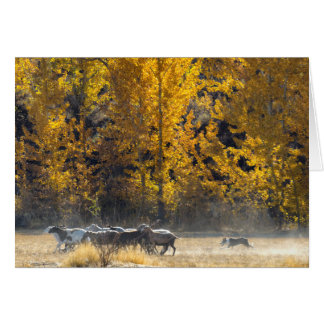 Autumn Herding