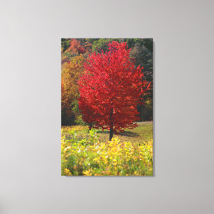 Autumn Home Gifts Red Maple Leaves Canvas Print