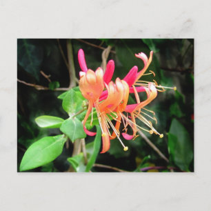Autumn Honeysuckle ~ postcard