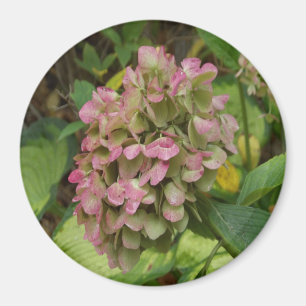 Autumn Hydrangea Bloom with Golden Hosta Leaves Magnet