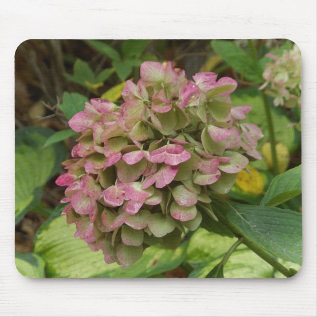 Autumn Hydrangea Bloom with Golden Hosta Leaves Mouse Pad (Front)