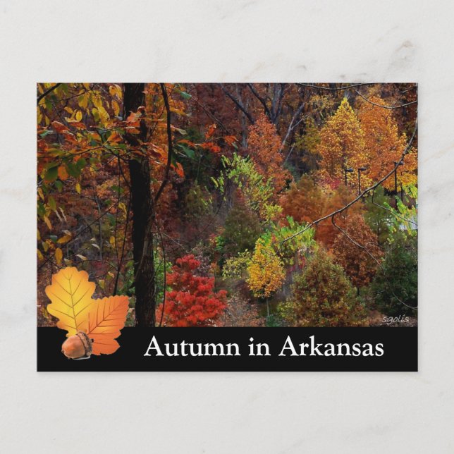Autumn in Arkansas / Fall Season Trees Photograph Postcard (Front)
