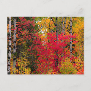 Autumn in Canada. Postcard