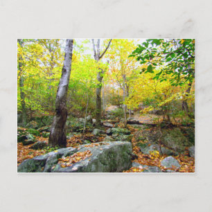 Autumn in Connecticut Postcard