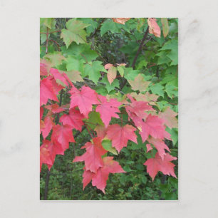 Autumn In Maine Postcard