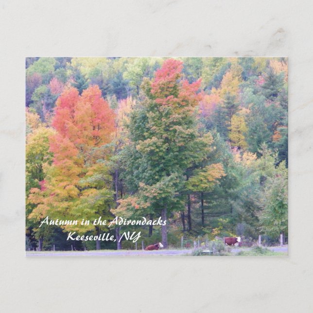 Autumn in the Adirondacks Postcard (Front)