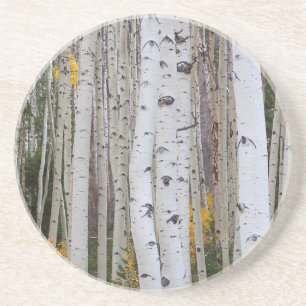 Autumn in the Aspen's Coaster