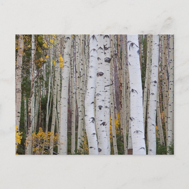 Autumn in the Aspen's Postcard (Front)