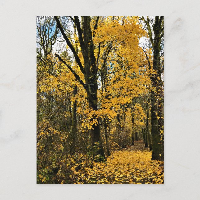 Autumn in the Woods Postcard (Front)