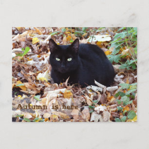 Autumn is here Black Cat Postcard