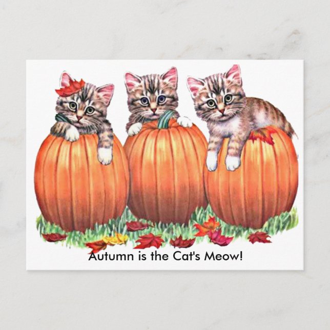 Autumn is the Cat's Meow Postcard (Front)