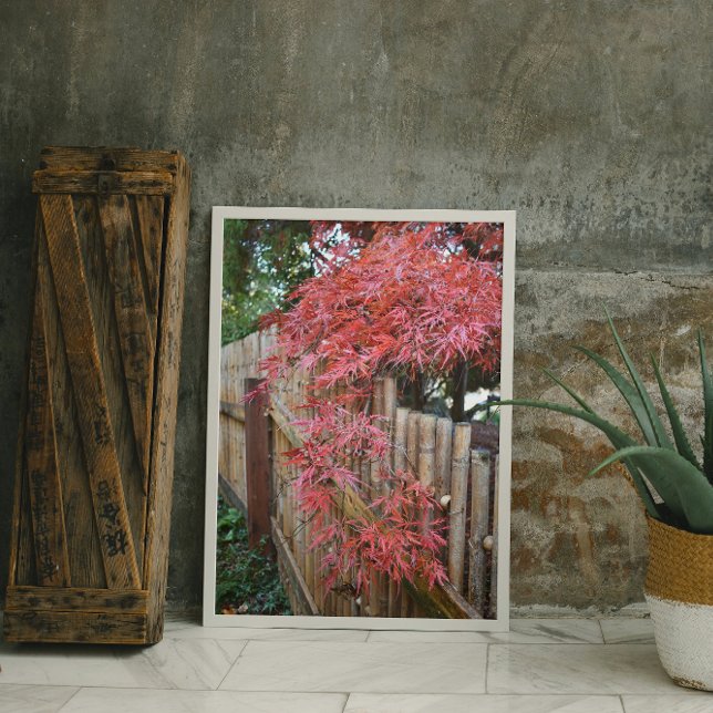 Autumn Japanese Maple Leaves and Bamboo Fence Photo Print (In Situ Framed)