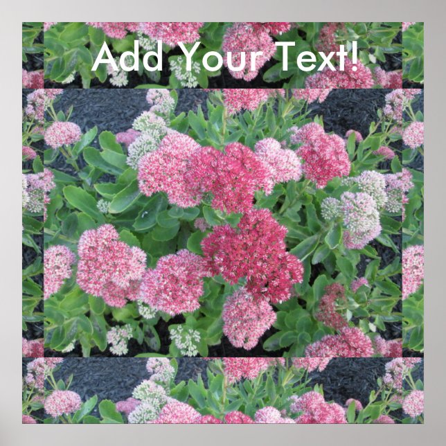 Autumn Joy Sedum Flowering Garden Plant Pink Green Poster (Front)