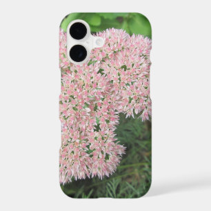 Autumn Joy Sedum Pink