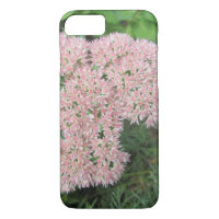 Autumn Joy Sedum Pink