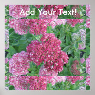 Autumn Joy Sedum Red Pink Cluster Flower Poster