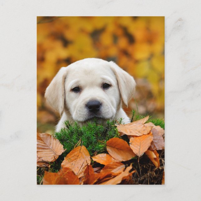 Autumn Labrador Postcard (Front)
