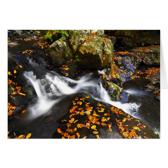 Autumn Landscape at Spruce Flats Falls (Front Horizontal)