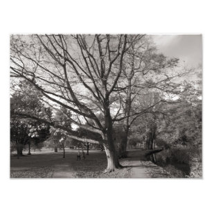 Autumn Landscape, Bute Park, Cardiff Photo Print