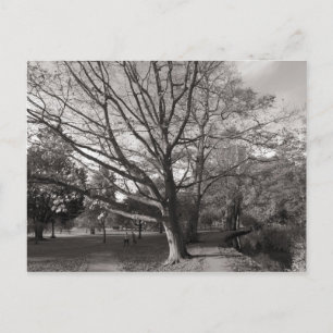 Autumn Landscape Bute Park Cardiff Postcard