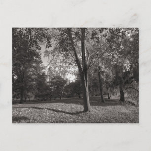 Autumn Landscape Bute Park Cardiff Postcard