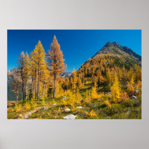 Autumn Larches at Easy Pass Poster