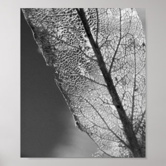 Autumn Leaf - B&W Poster