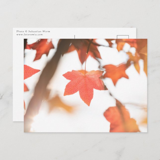 Autumn Leaf Nature Photo Postcard (Front/Back)