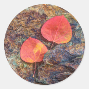 Autumn leaf on rock, California Classic Round Sticker