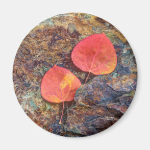 Autumn leaf on rock, California Magnet