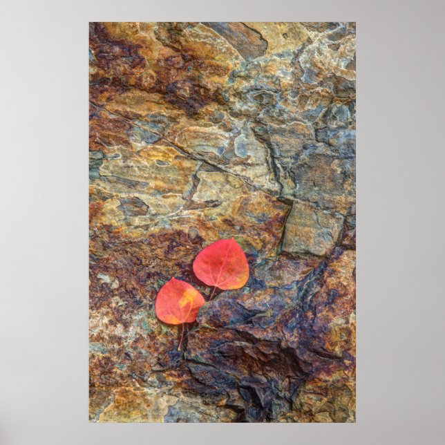 Autumn leaf on rock, California Poster (Front)