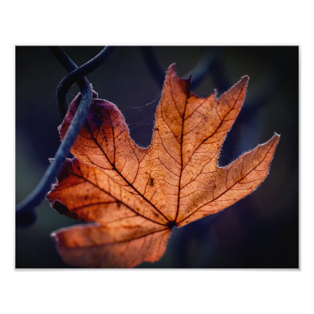 Autumn Leaf Photo Enlargement Print (Front)