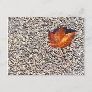 AUTUMN  LEAF PHOTO POSTCARD