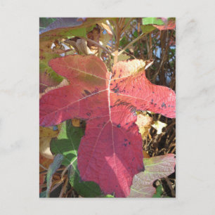 Autumn Leaf Postcard