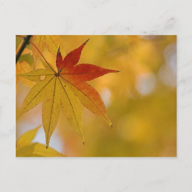 Autumn Leaf Postcard (Front)