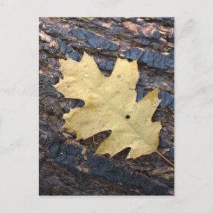 Autumn leaf postcard