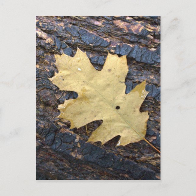 Autumn leaf postcard (Front)