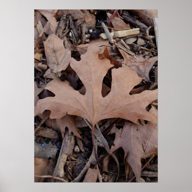 Autumn Leaf Poster Print (Front)