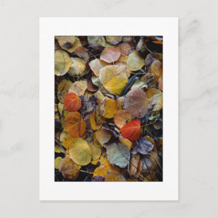 "Autumn Leaf Puzzle" Postcard