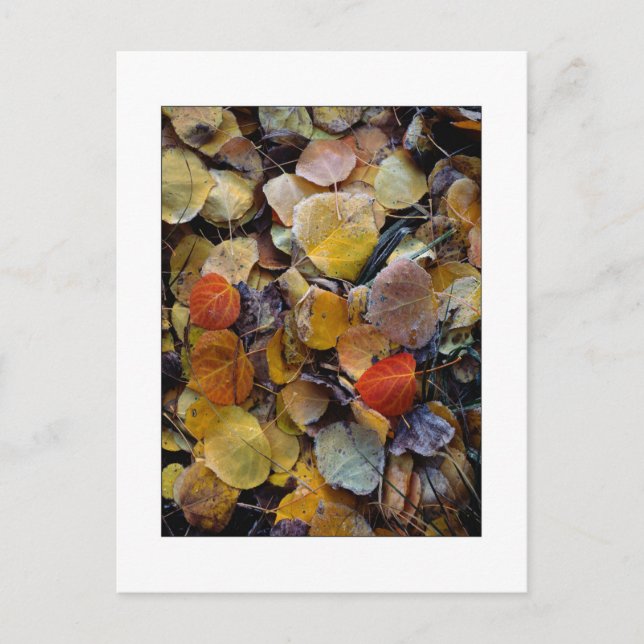"Autumn Leaf Puzzle" Postcard (Front)