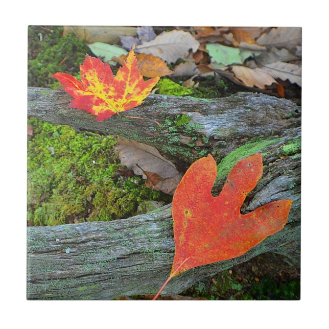 Autumn Leaf Tile (Front)