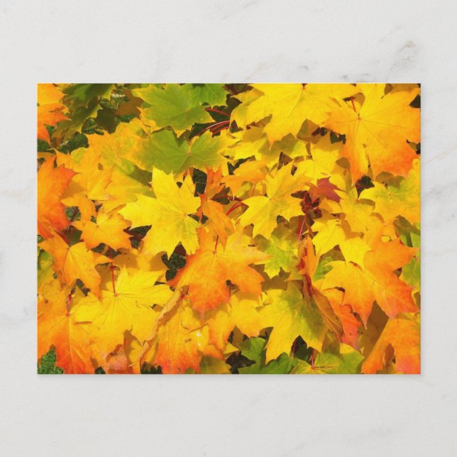Autumn Leaf Tree Fall Nature Forest Destiny Season Postcard (Front)
