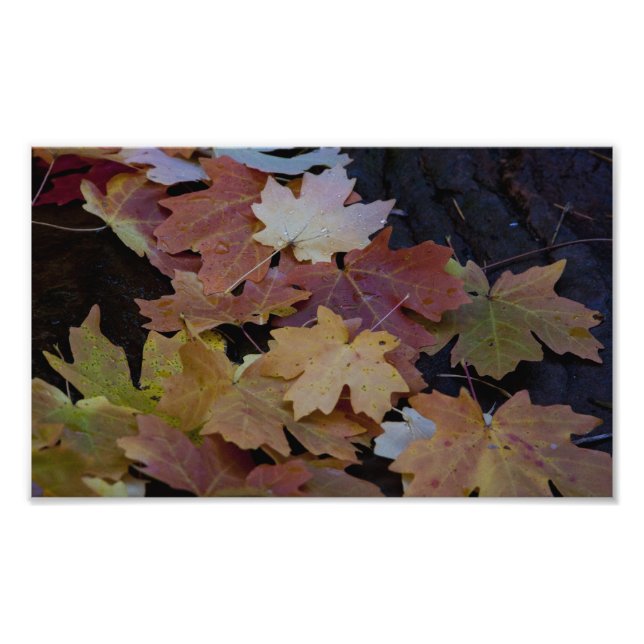 autumn leaves all around photo print (Front)