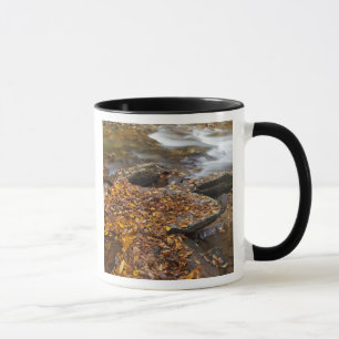 Autumn leaves along Looking Glass Creek in the Mug