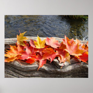 Autumn Leaves art prints River Driftwood Fall Leaf