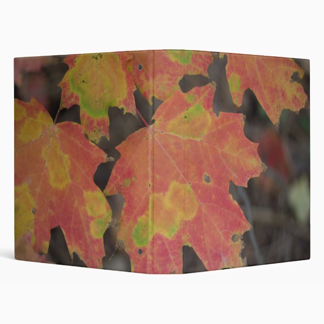 Autumn Leaves Binder (Background)